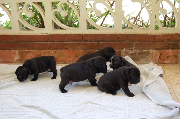 cachorros de bulldog frances, machos y hembras jugancdo, color negro, 4