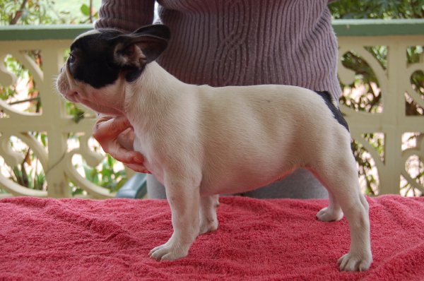 preciosa cachorrita de bulldog frances ,hembra blanca y negra, Faska 1