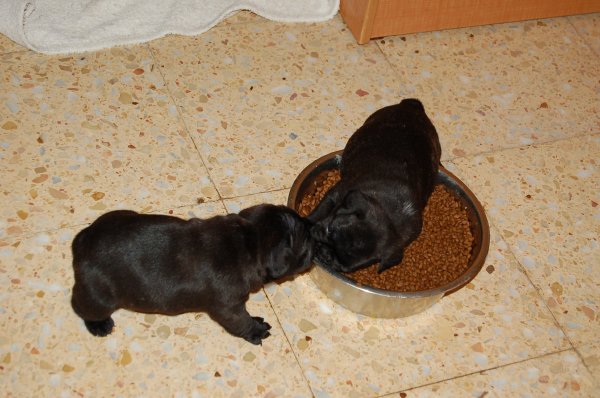 cachorritos de bulldog frances negro y atigrado, comiendo,3