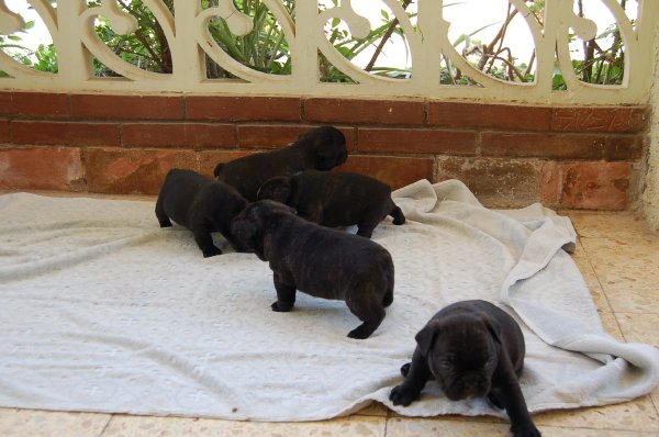 preciosos cachorros de bulldog frances , negros y atigrados, 5