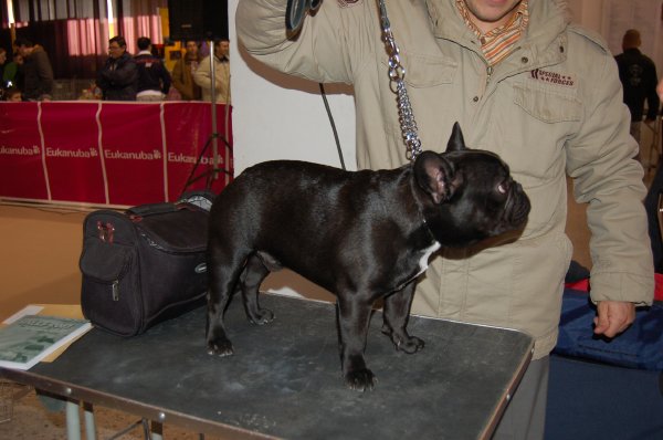 cachorro de bulldog frances , macho atigrado, muldog 2