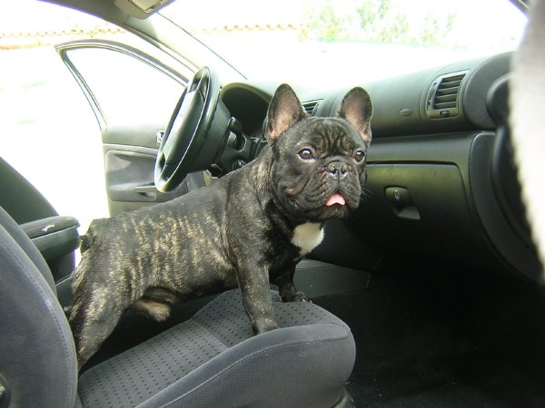 bulldog frances atigrado, en el coche.